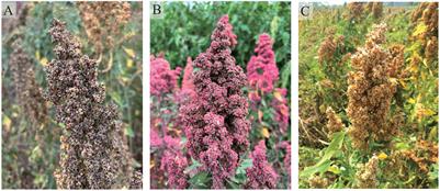 Regulatory function of the endogenous hormone in the germination process of quinoa seeds